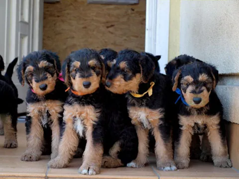 Miot'Y' airedale terrier