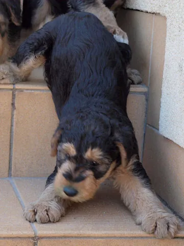 Miot'Y' airedale terrier