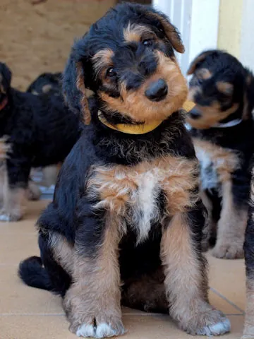 Miot'Y' airedale terrier