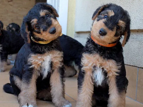 Miot'Y' airedale terrier
