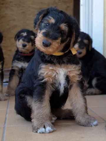 Miot'Y' airedale terrier