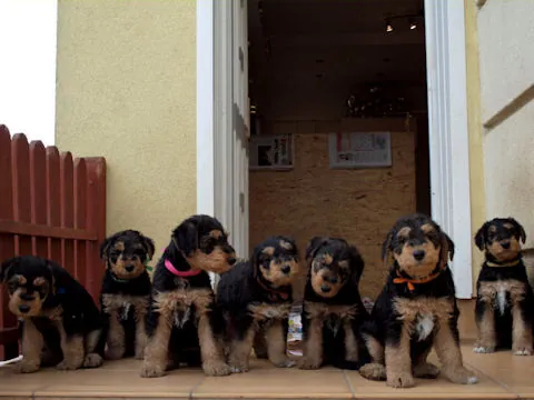 Miot'Y' airedale terrier