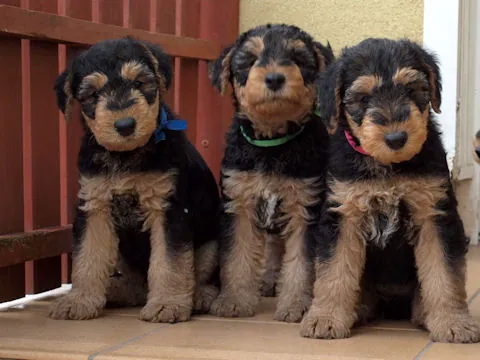 Miot'Y' airedale terrier