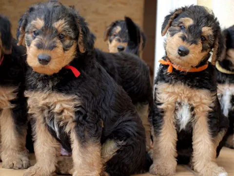 Miot'Y' airedale terrier