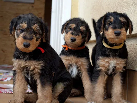 Miot'Y' airedale terrier