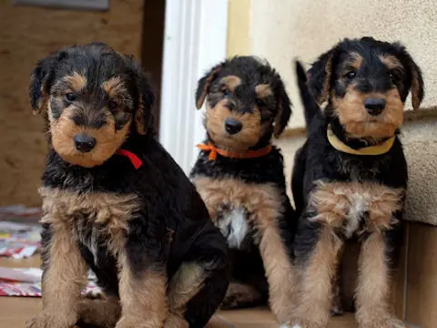 Miot'Y' airedale terrier