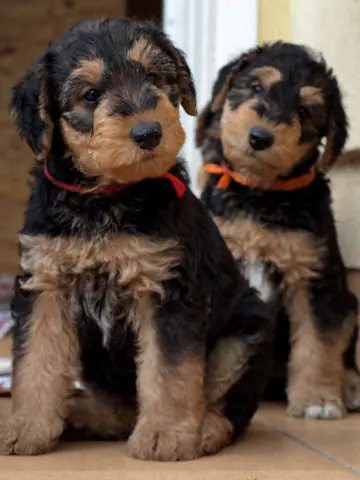 Miot'Y' airedale terrier
