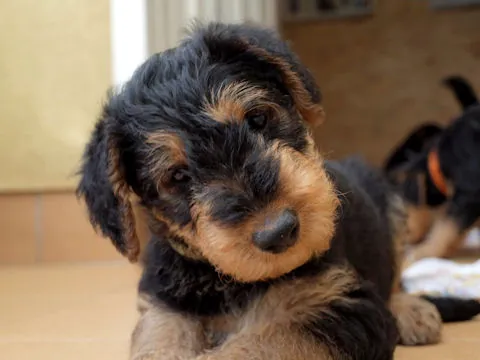 Miot'Y' airedale terrier