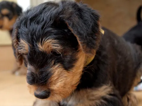 Miot'Y' airedale terrier