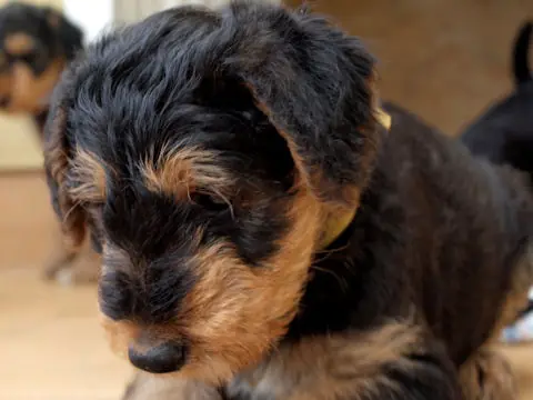 Miot'Y' airedale terrier