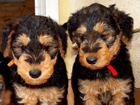 Miot'Y' airedale terrier