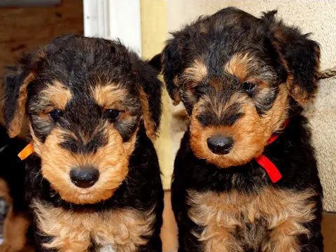 Miot'Y' airedale terrier