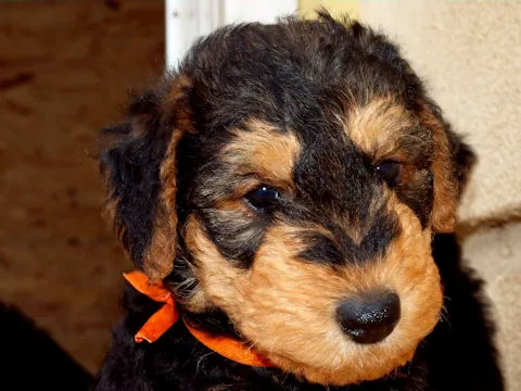 Miot'Y' airedale terrier