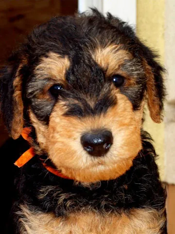Miot'Y' airedale terrier