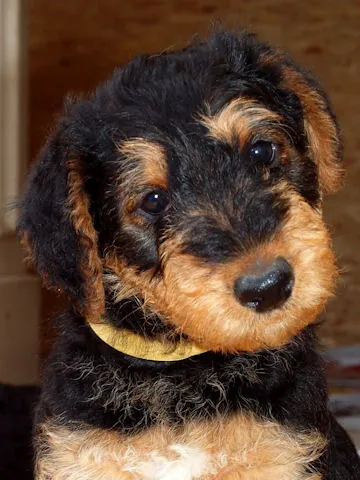 Miot'Y' airedale terrier