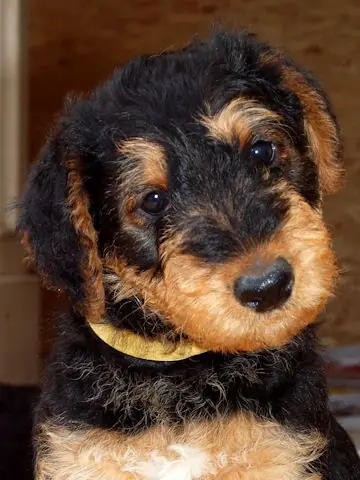 Miot'Y' airedale terrier