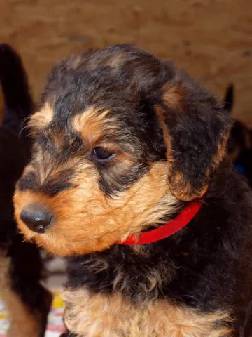 Miot'Y' airedale terrier