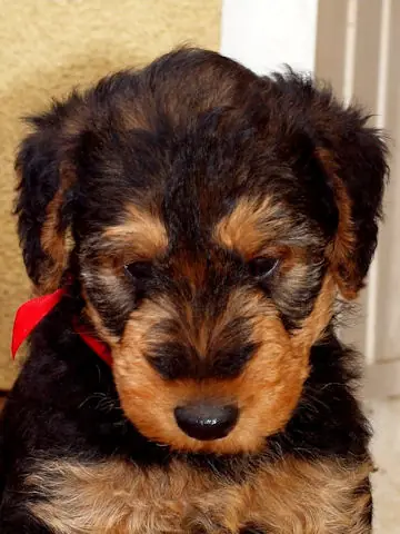 Miot'Y' airedale terrier