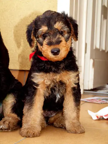 Miot'Y' airedale terrier