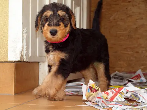 Miot'Y' airedale terrier