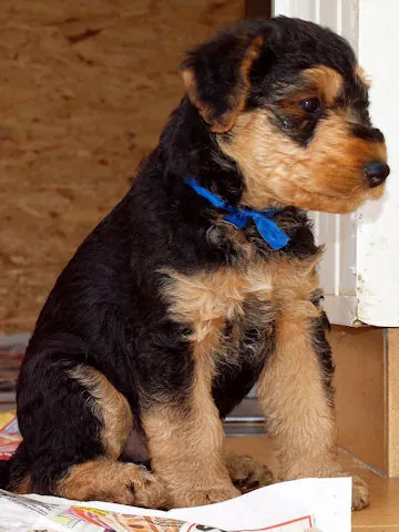 Miot'Y' airedale terrier
