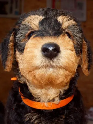 Miot'Y' airedale terrier