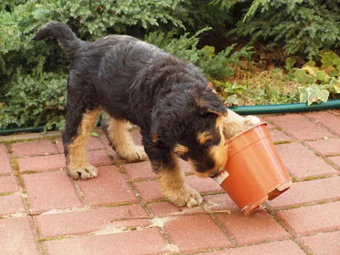 Miot'Y' airedale terrier