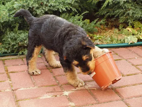 Miot'Y' airedale terrier