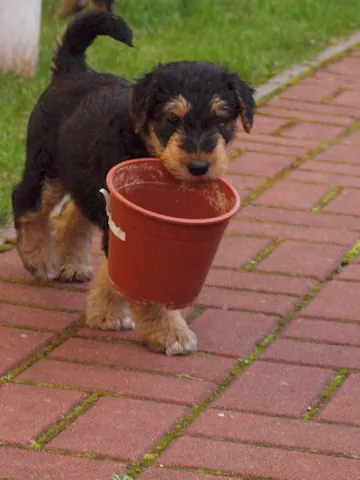 Miot'Y' airedale terrier