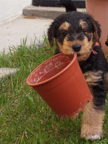 Miot'Y' airedale terrier