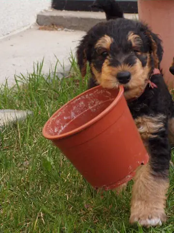 Miot'Y' airedale terrier