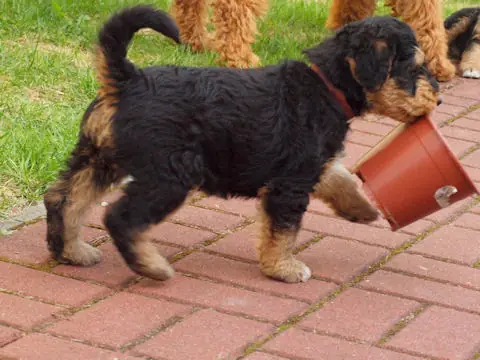 Miot'Y' airedale terrier