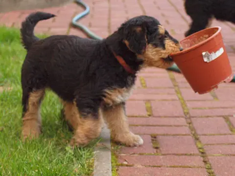 Miot'Y' airedale terrier