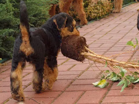 Miot'Y' airedale terrier