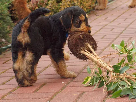 Miot'Y' airedale terrier