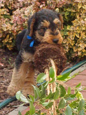 Miot'Y' airedale terrier