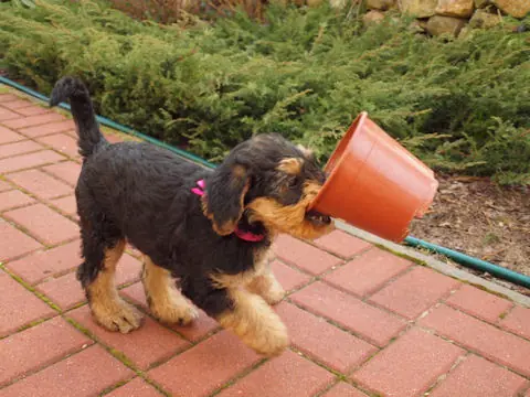 Miot'Y' airedale terrier