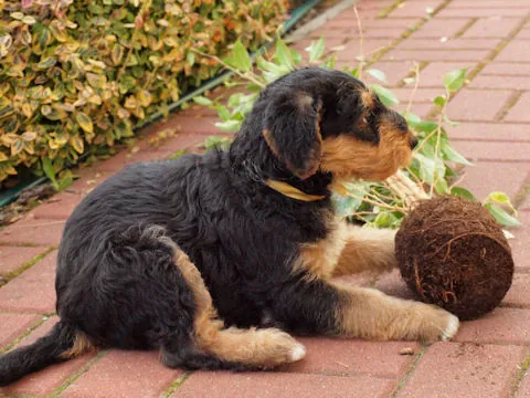 Miot'Y' airedale terrier