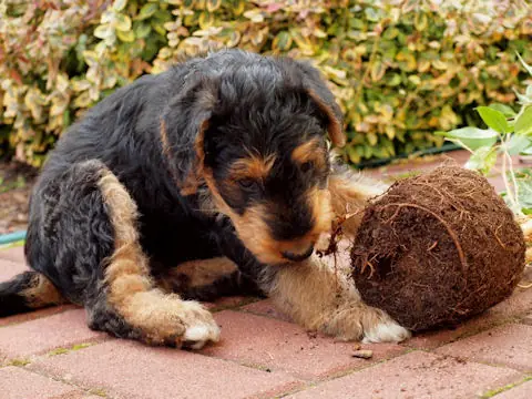 Miot'Y' airedale terrier