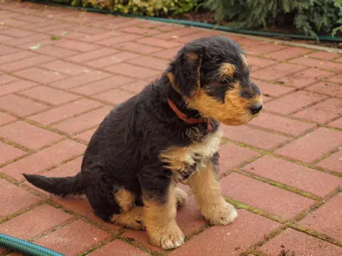 Miot'Y' airedale terrier
