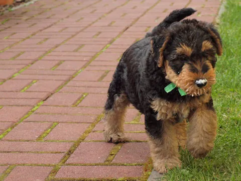 Miot'Y' airedale terrier