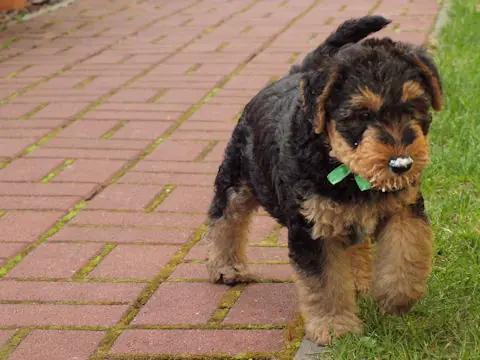 Miot'Y' airedale terrier