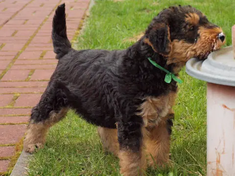 Miot'Y' airedale terrier