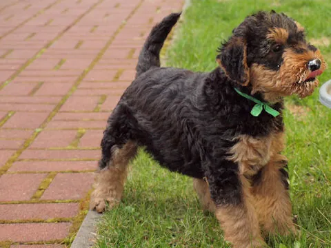 Miot'Y' airedale terrier