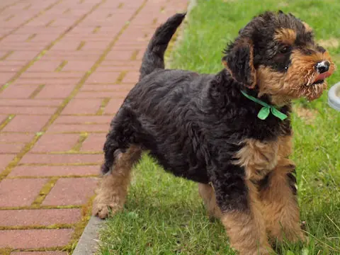 Miot'Y' airedale terrier