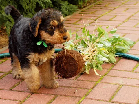 Miot'Y' airedale terrier