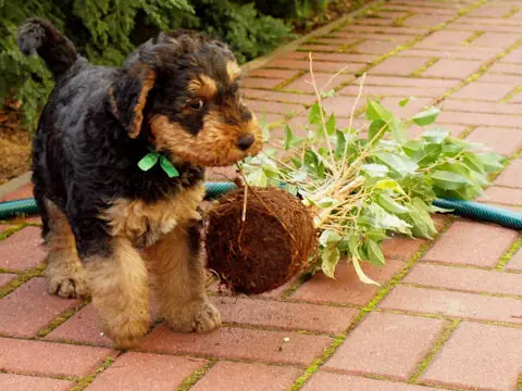 Miot'Y' airedale terrier