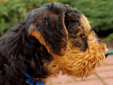 Miot'Y' airedale terrier