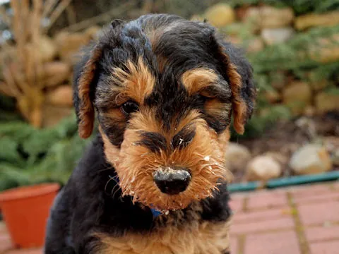 Miot'Y' airedale terrier
