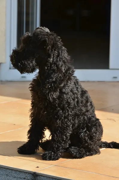 Karos